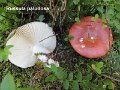Russula paludosa-amf2146-2